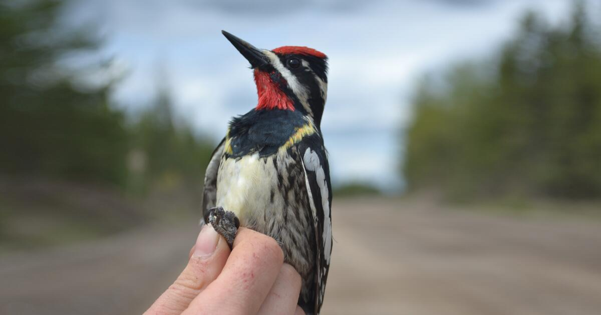 How to Catch a Woodpecker