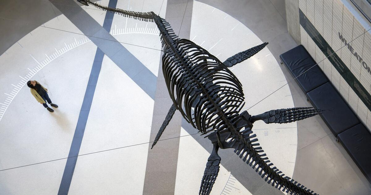 Elasmosaurus skeleton