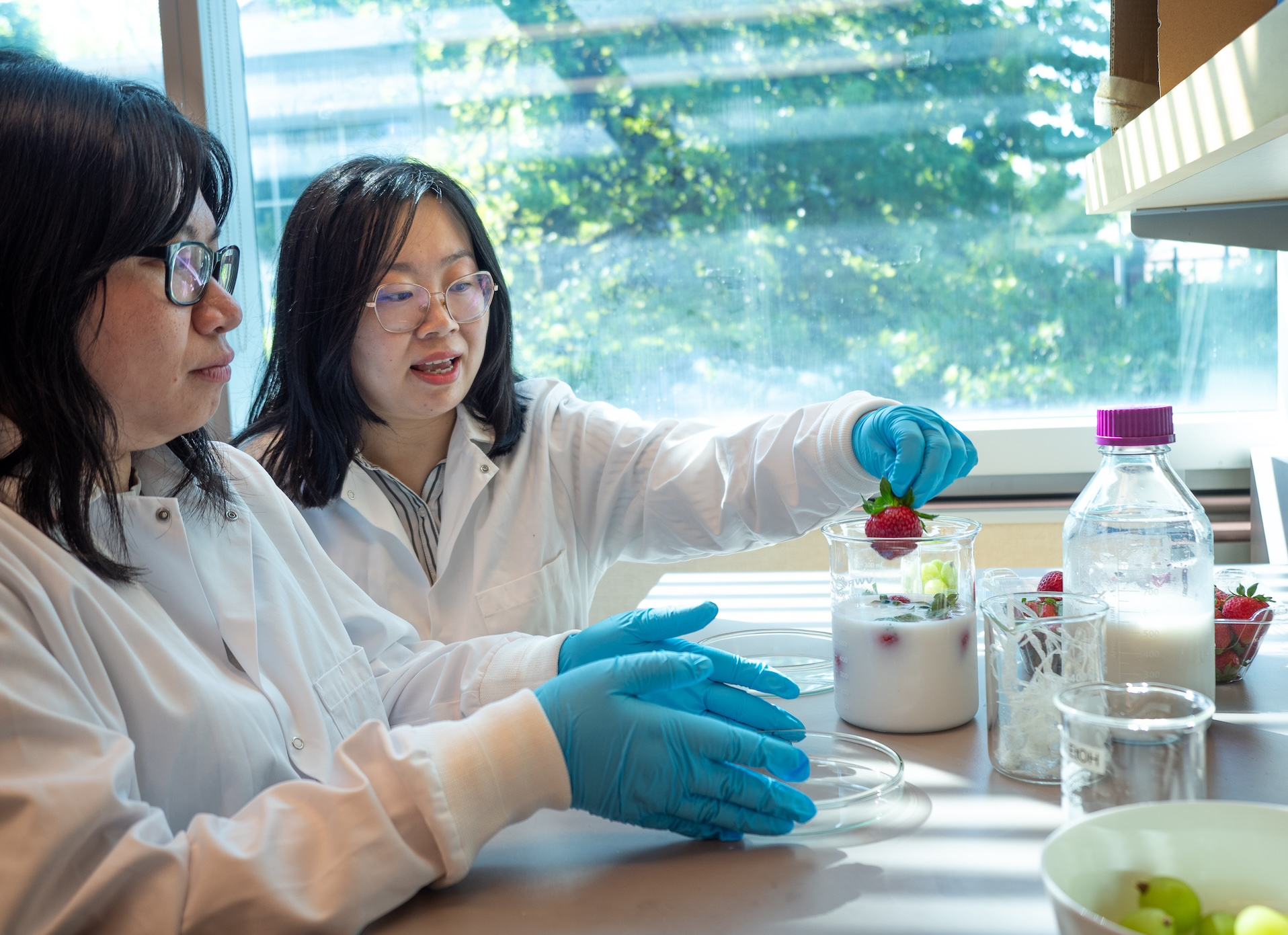 UBC seaweed-derived coating keeps strawberries fresher than a fridge - UBC News