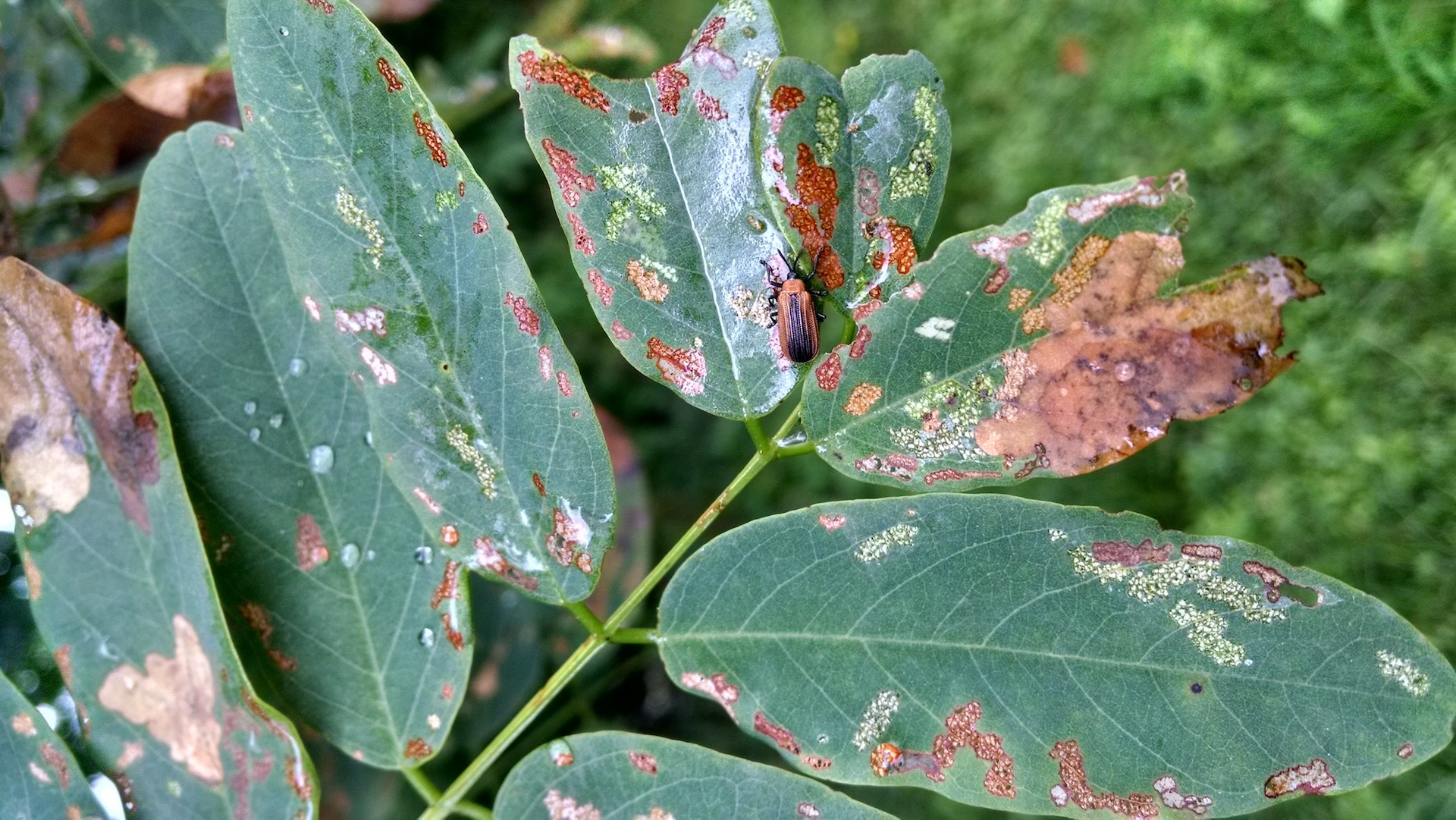 A forest future shaped by climate, pests and management choices.